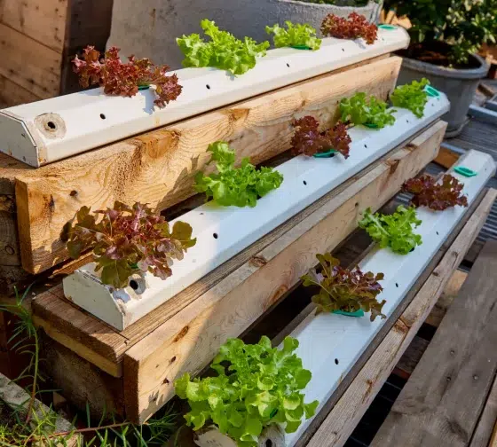 time to harvest hydroponic lettuces
