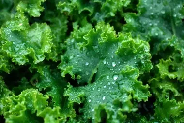 how to grow kale