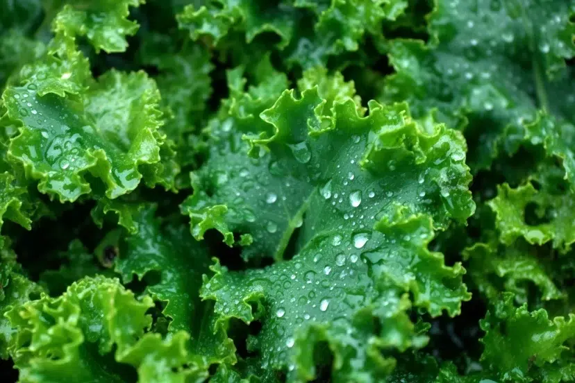 how to grow kale
