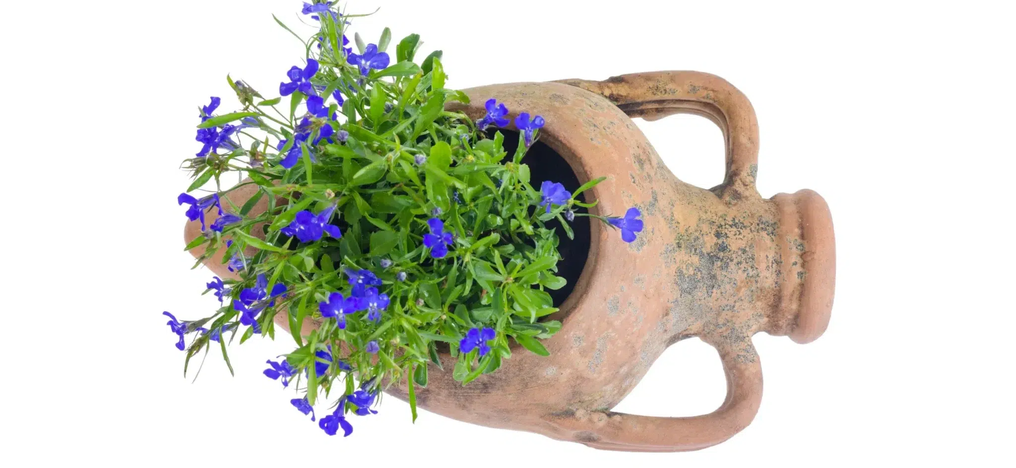 lobelia container gardening
