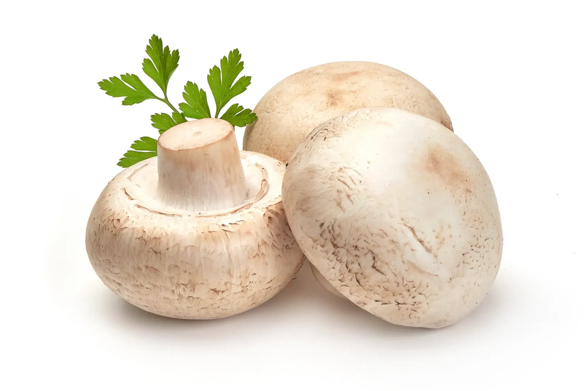 How To Grow Mushrooms: A Comprehensive Guide | Plant A Veg