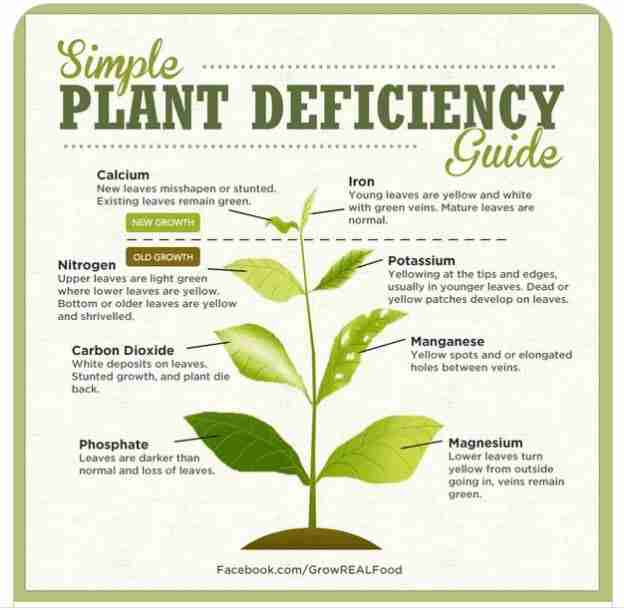 nutrient deficiency in hydroponics