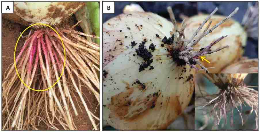 pink root disease in onions
