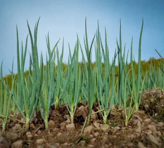 how to grow onions