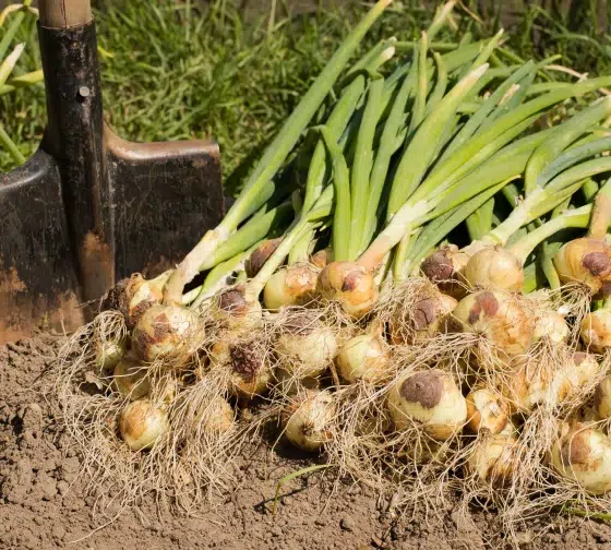 how to grow onions