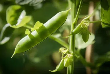 how to grow peas