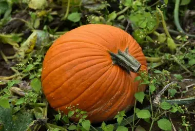 how to grow pumpkins