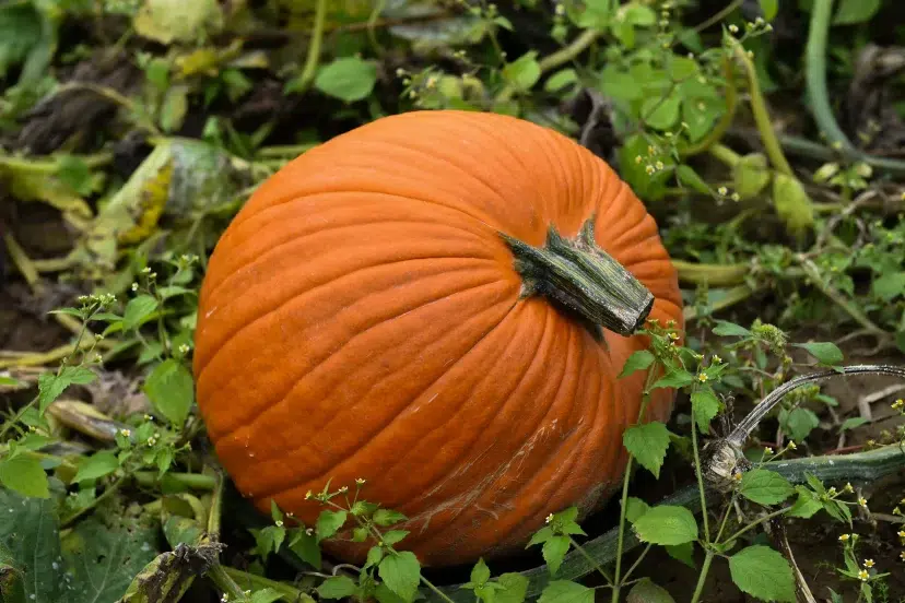 how to grow pumpkins