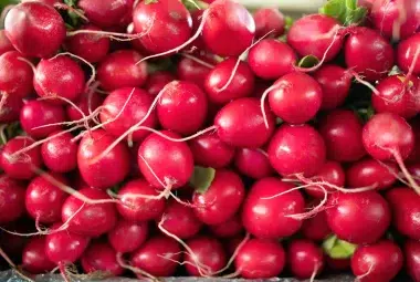 how to grow radishes
