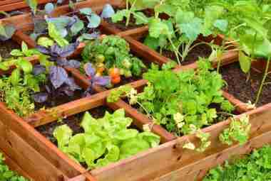 raised bed gardening