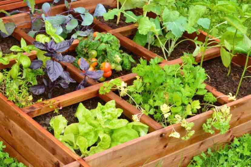 raised bed gardening