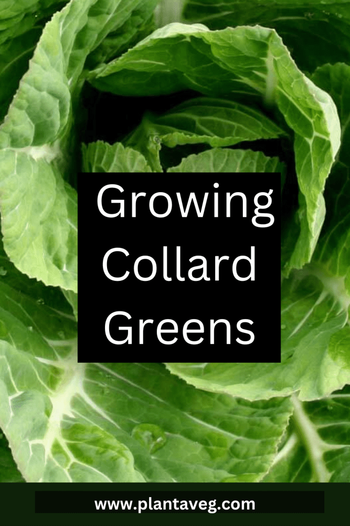 growing collard greens