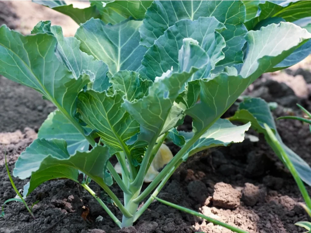 how to grow collard greens