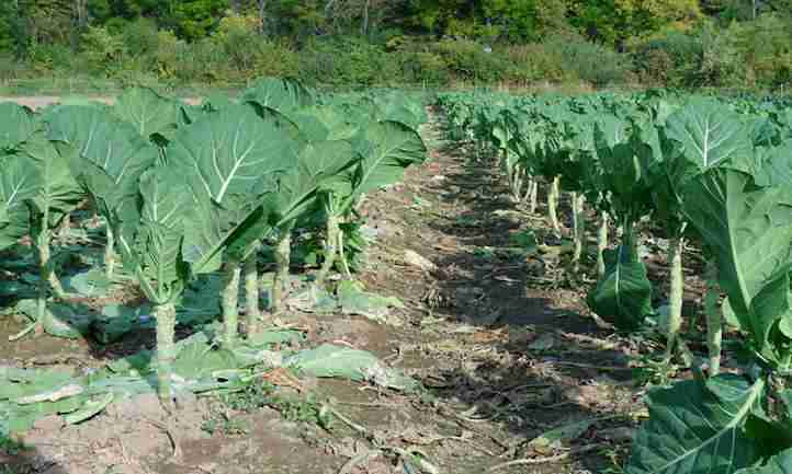 growing collard greens