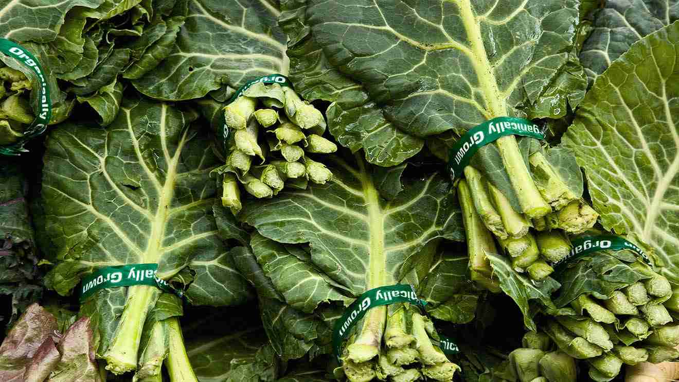 Growing Collard Greens: Vibrant & Delicious! | Plant A Veg
