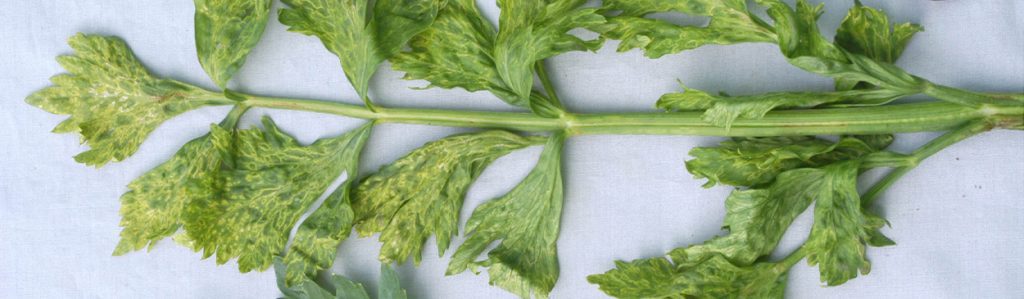 celery mosaic virus