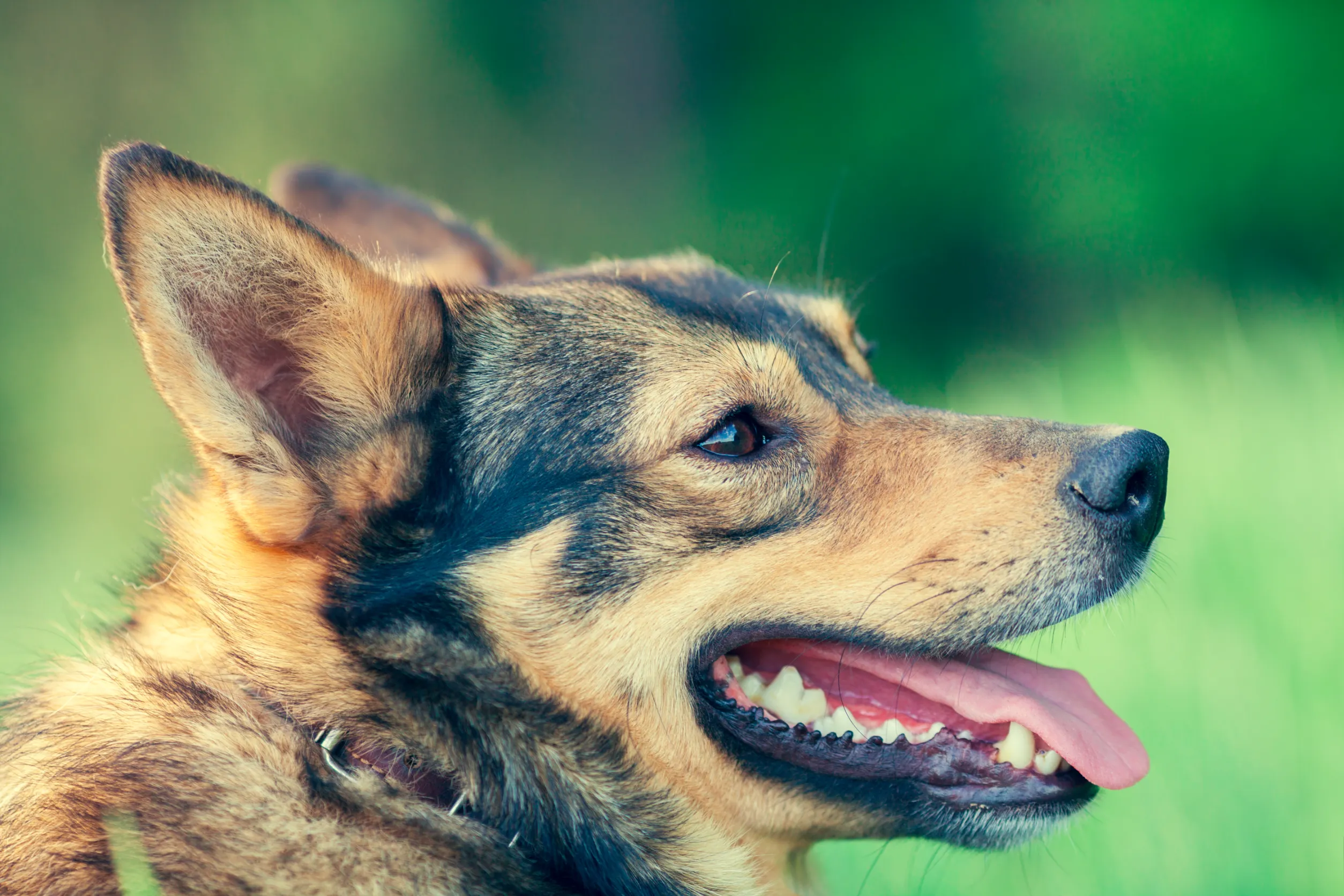 Can Dogs Have Celery? Plant A Veg