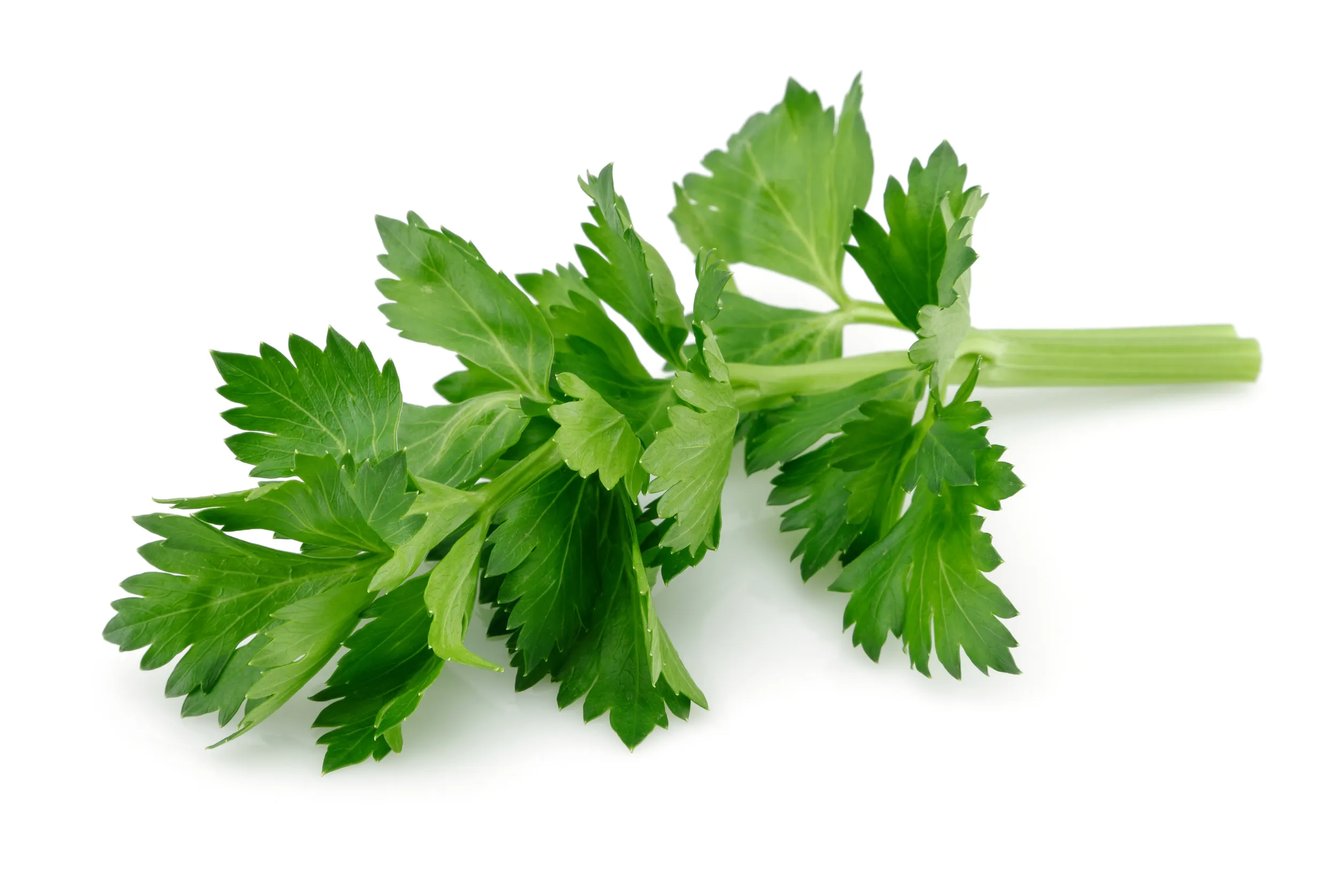 Celery Leaves Edible or Useless? Plant A Veg